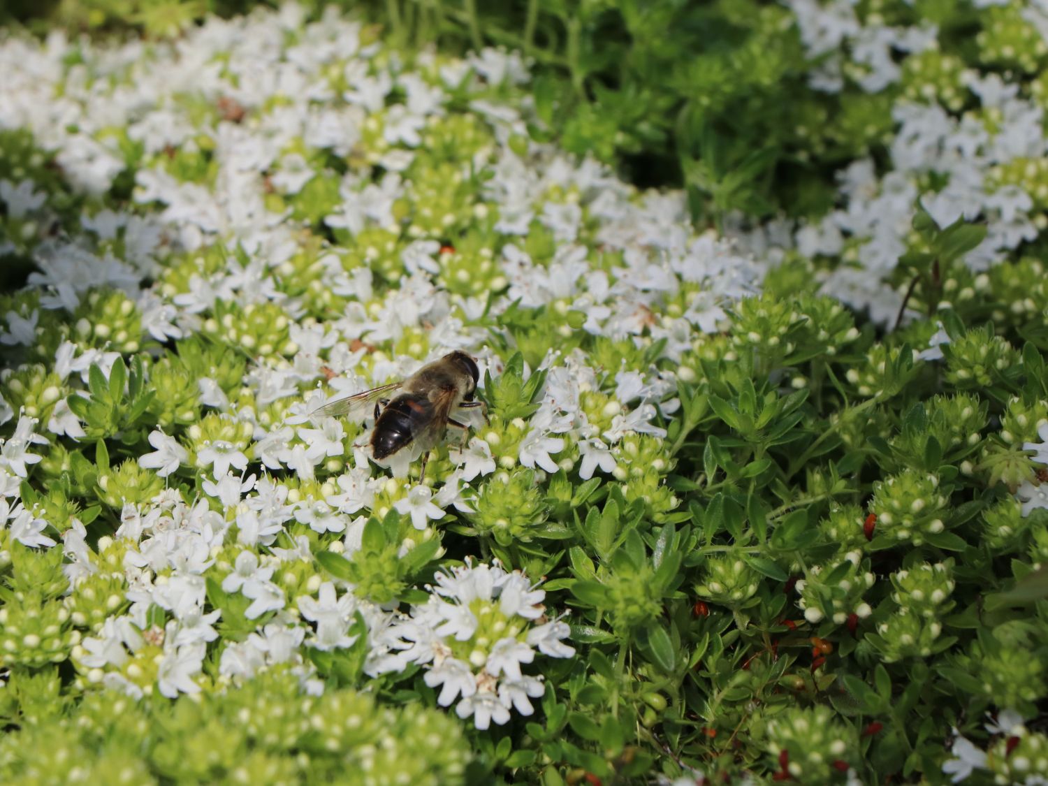 Frühblühender Thymian 'Albiflorus' - Thymus praecox 'Albiflorus'
