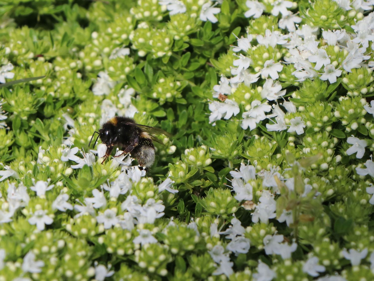 Frühblühender Thymian 'Albiflorus' - Thymus praecox 'Albiflorus'