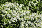 Frühblühender Thymian 'Albiflorus' - Thymus praecox 'Albiflorus'