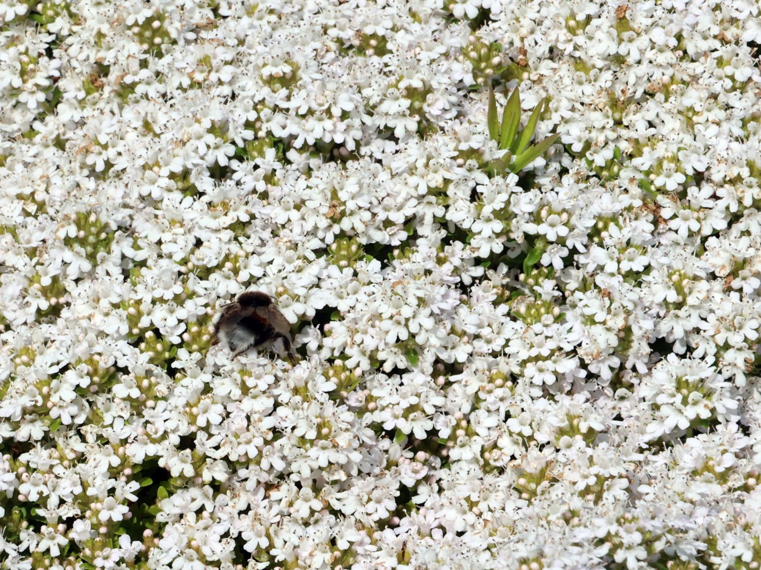 Frühblühender Thymian 'Albiflorus' - Thymus praecox 'Albiflorus'