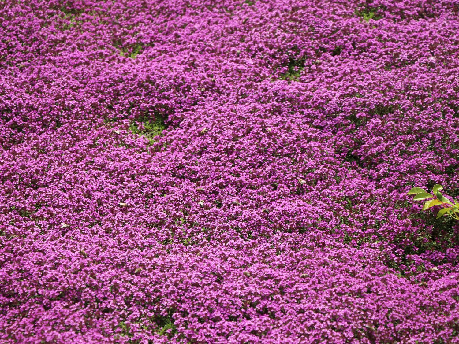 Frühblühender Thymian 'Purpurteppich' - Thymus praecox 'Purpurteppich'