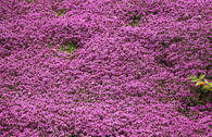 Frühblühender Thymian 'Purpurteppich'