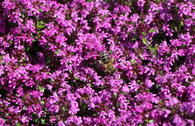 Frühblühender Thymian 'Red Carpet'