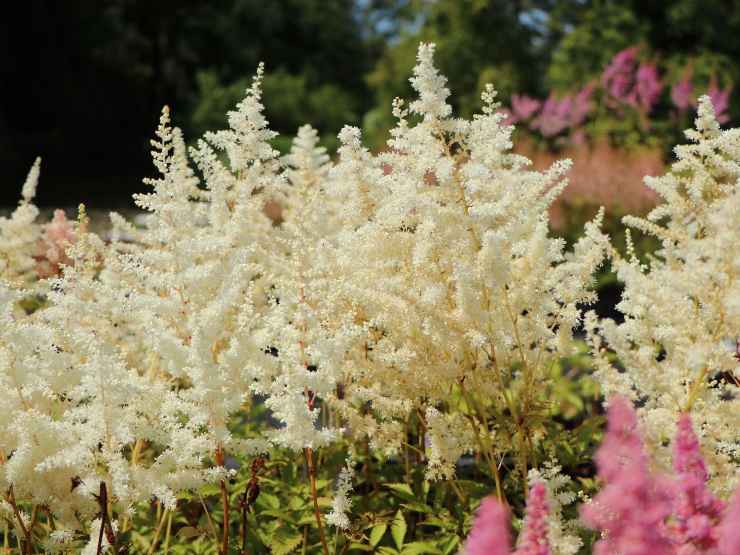 Frühe Prachtspiere 'Ellie'