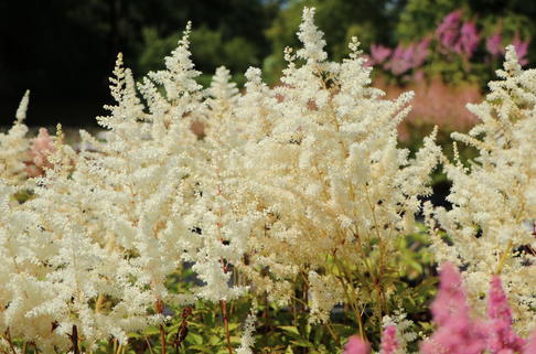 Frühe Prachtspiere 'Ellie' - Astilbe japonica 'Ellie'