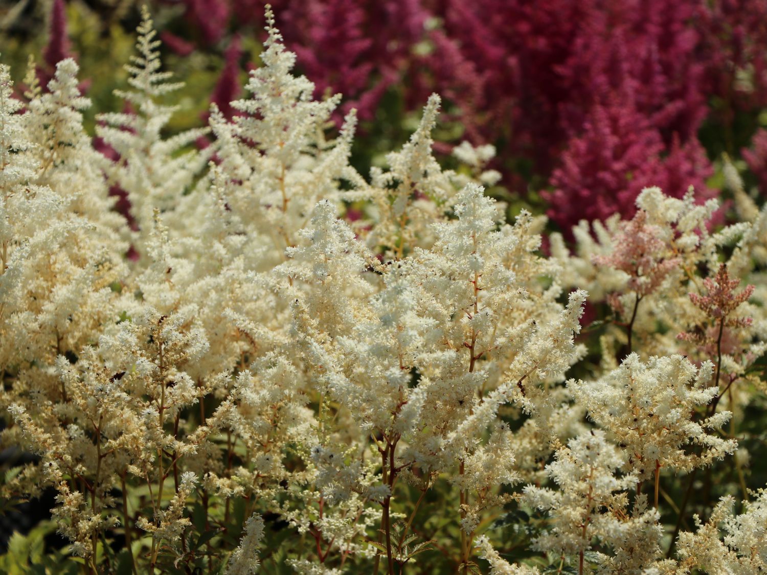 Frühe Prachtspiere 'Ellie' - Astilbe japonica 'Ellie'