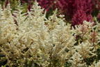 Frühe Prachtspiere 'Ellie' - Astilbe japonica 'Ellie'
