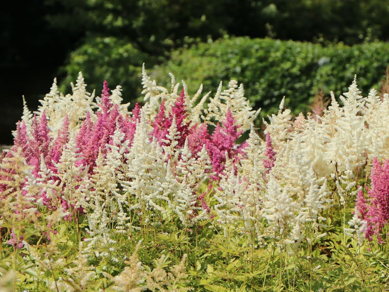 Frühe Prachtspiere 'Ellie' - Astilbe japonica 'Ellie'