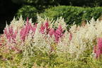 Frühe Prachtspiere 'Ellie' - Astilbe japonica 'Ellie'