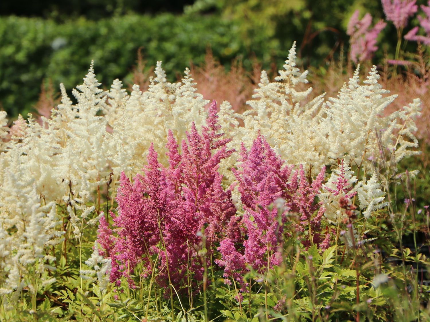 Frühe Prachtspiere 'Ellie' - Astilbe japonica 'Ellie'