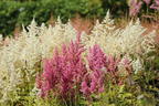 Frühe Prachtspiere 'Ellie' - Astilbe japonica 'Ellie'