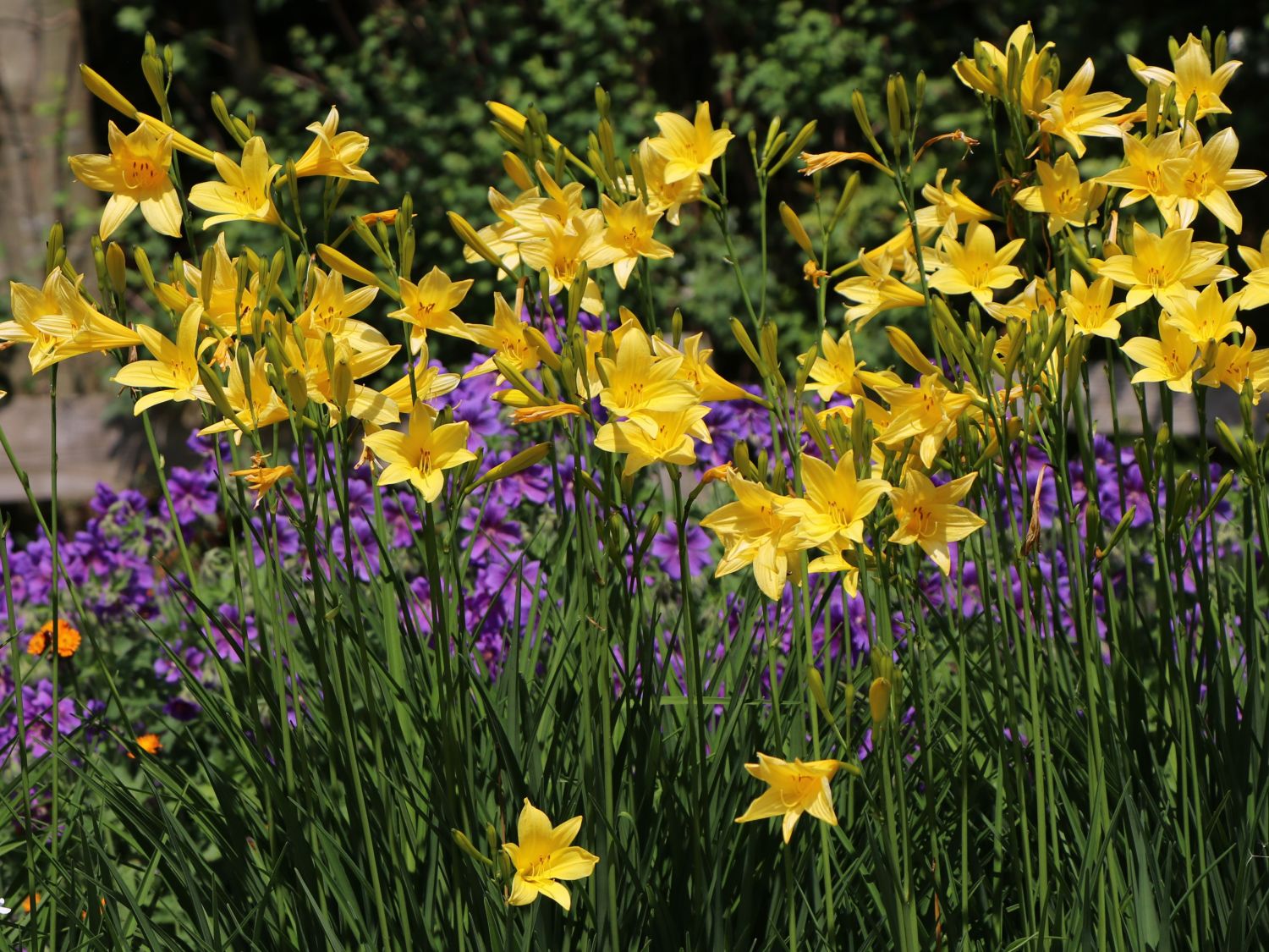 Frühe-Wiesen-Taglilie