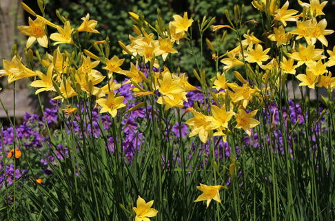 Frühe-Wiesen-Taglilie - Hemerocallis lilioasphodelus