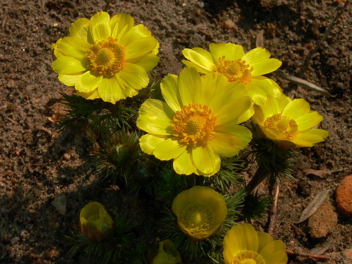Frühlings-Adonisröschen