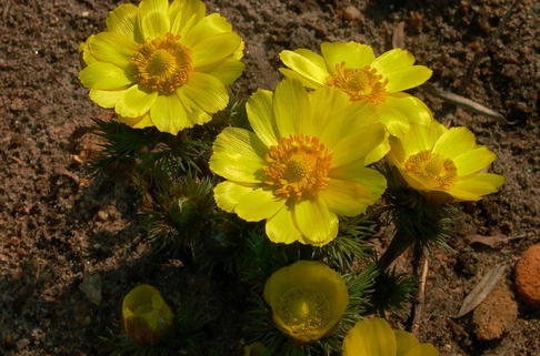 Frühlings-Adonisröschen - Adonis vernalis