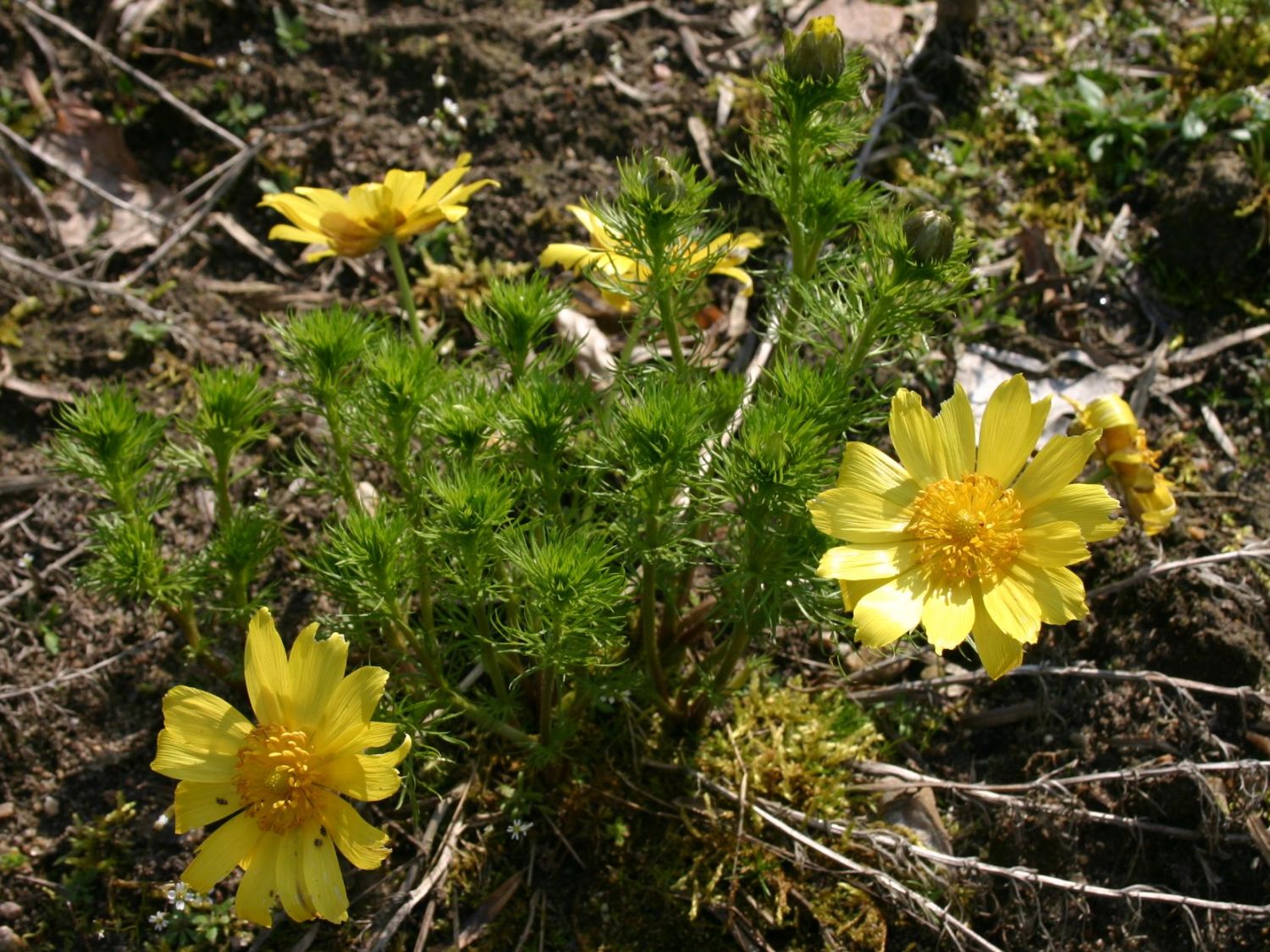 Adonisröschen (Adonis)