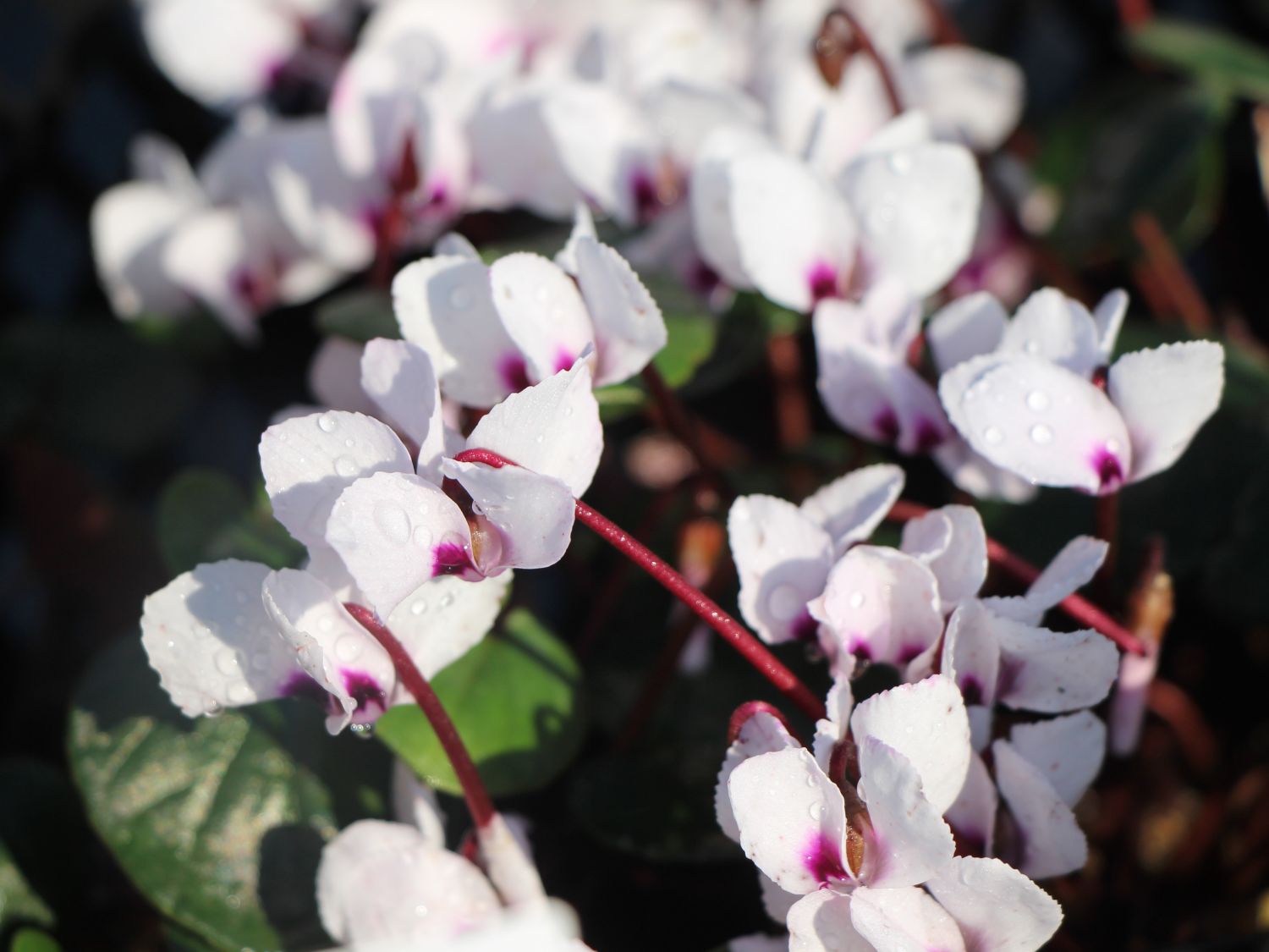 Alpenveilchen (Cyclamen)
