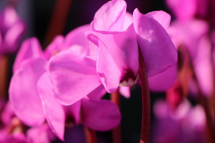 Frühlings Alpenveilchen (Cyclamen coum) für Deinen Garten!