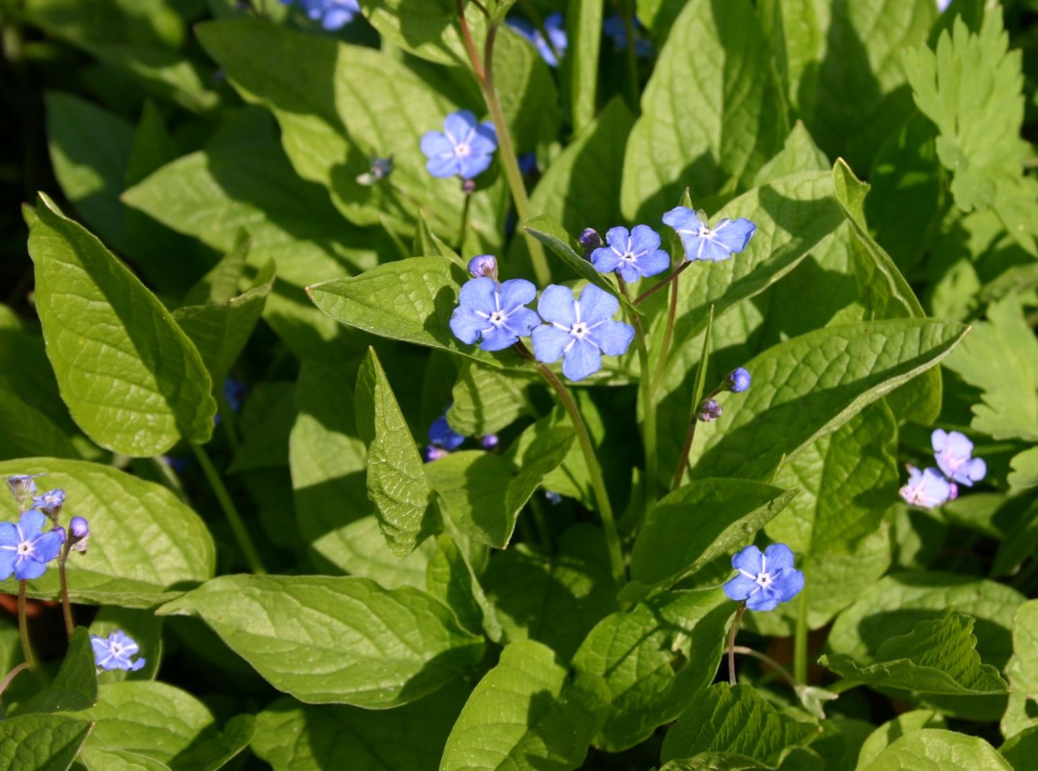 Nabelnüsschen (Omphalodes)