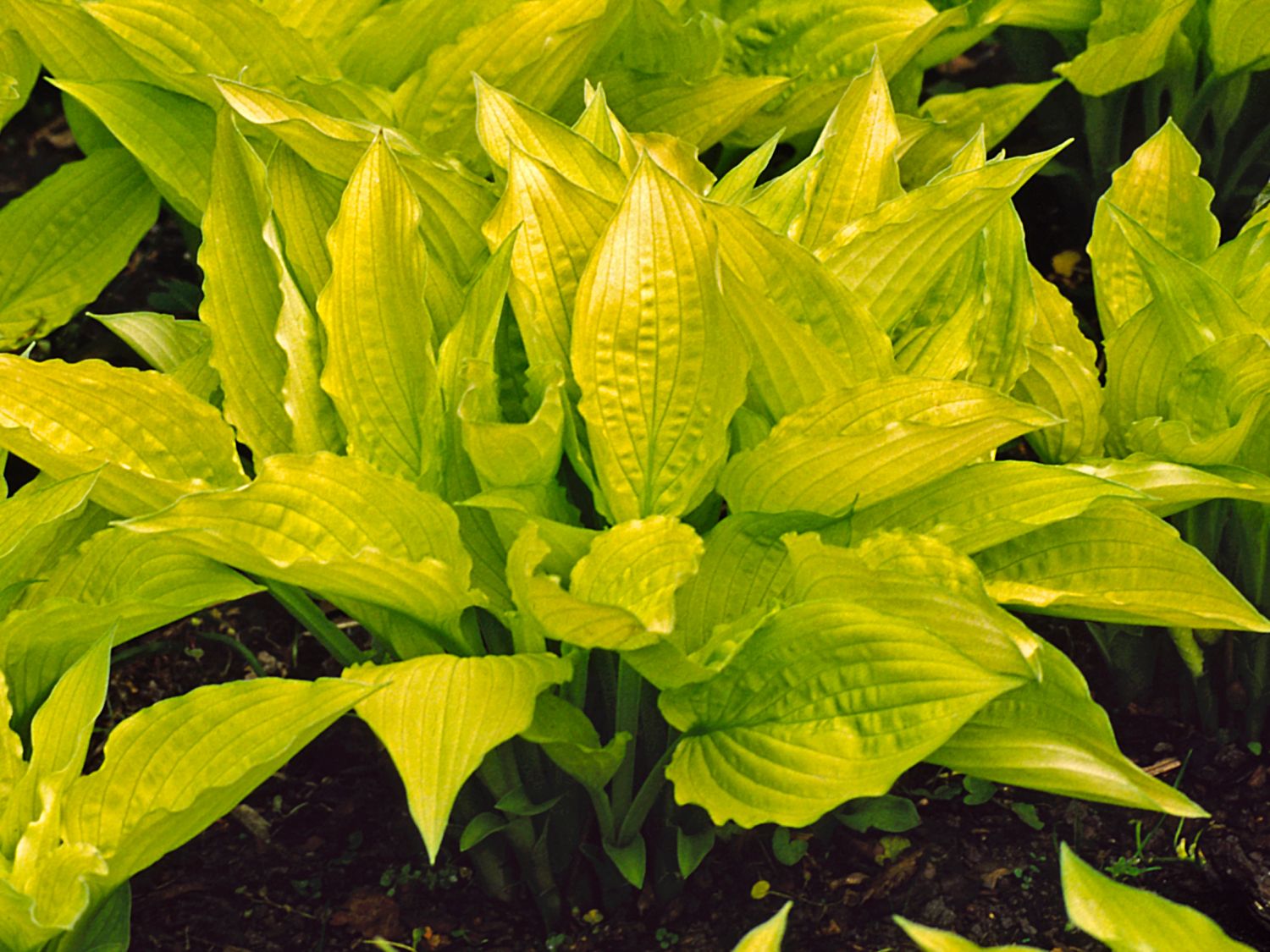 Frühlings-Gold-Funkie 'Aurea'