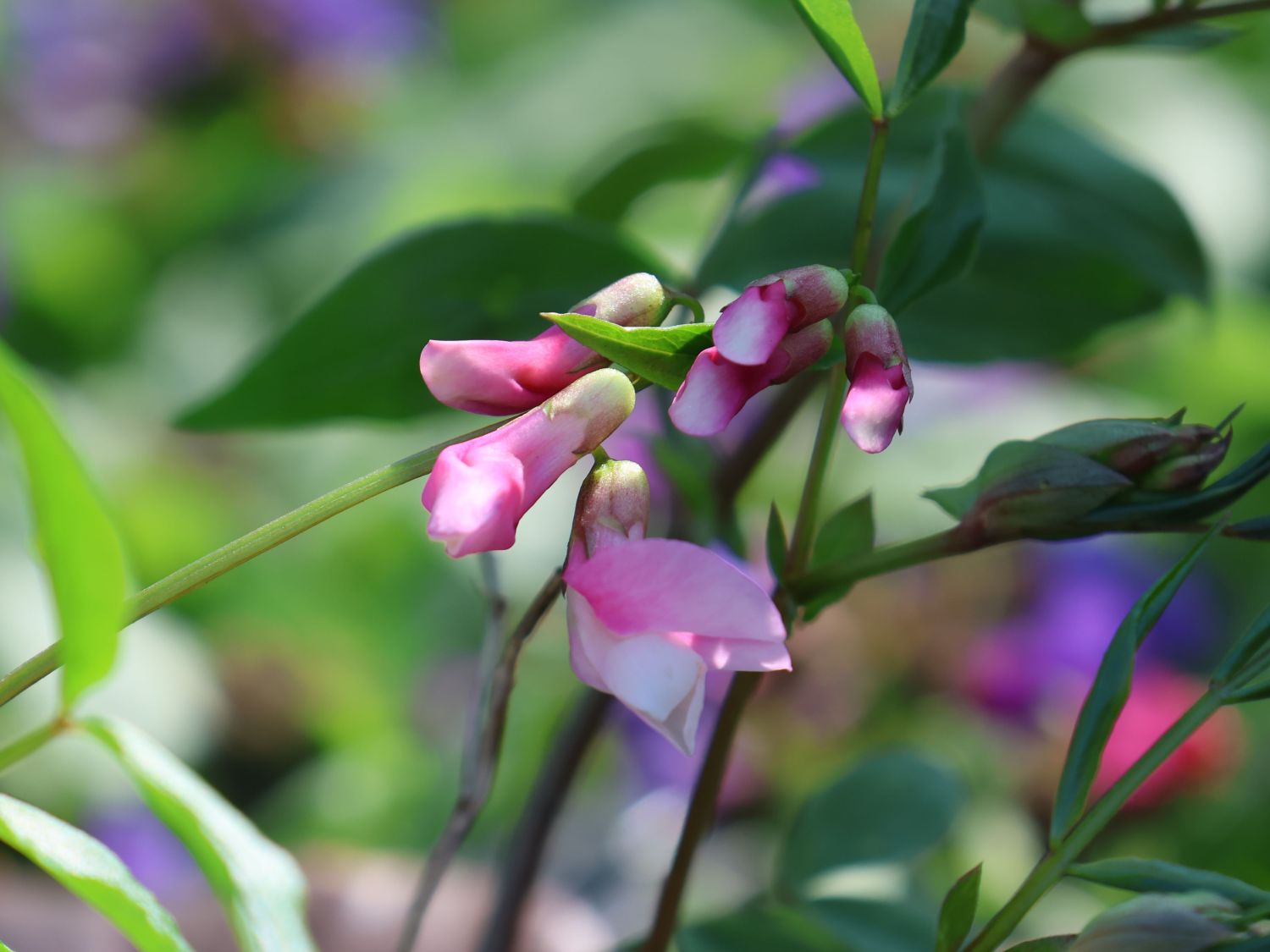 Frühlings-Platterbse