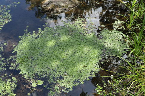 Frühlings Wasserstern - Callitriche palustris
