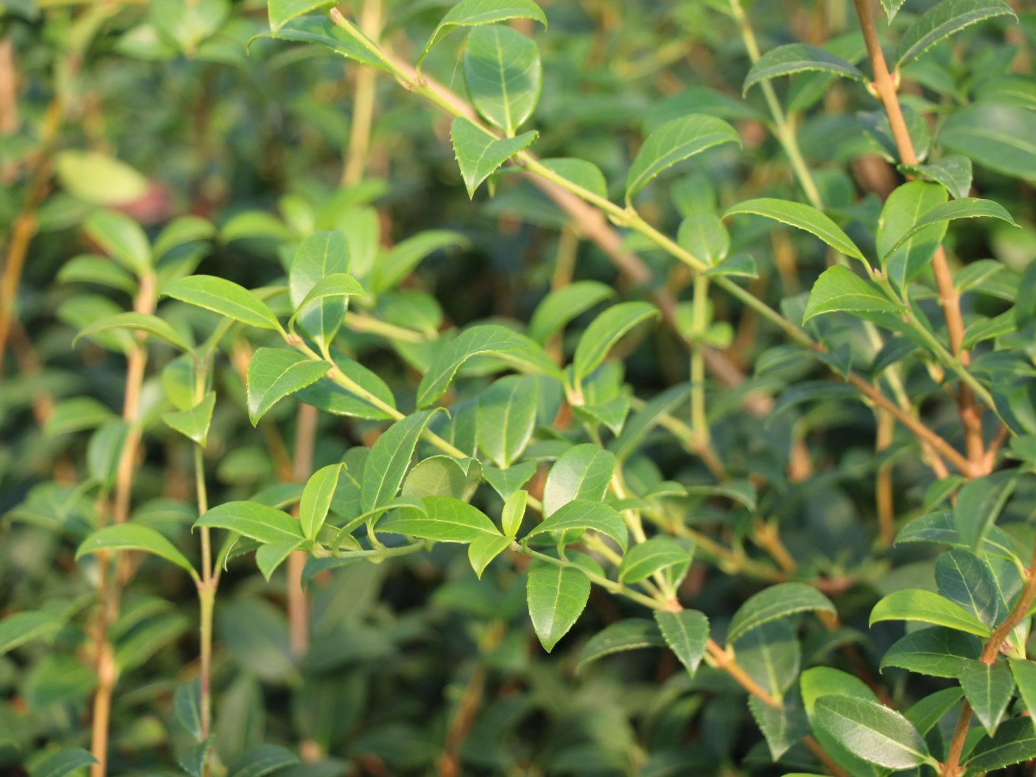 Frühlingsduftblüte - Osmanthus burkwoodii