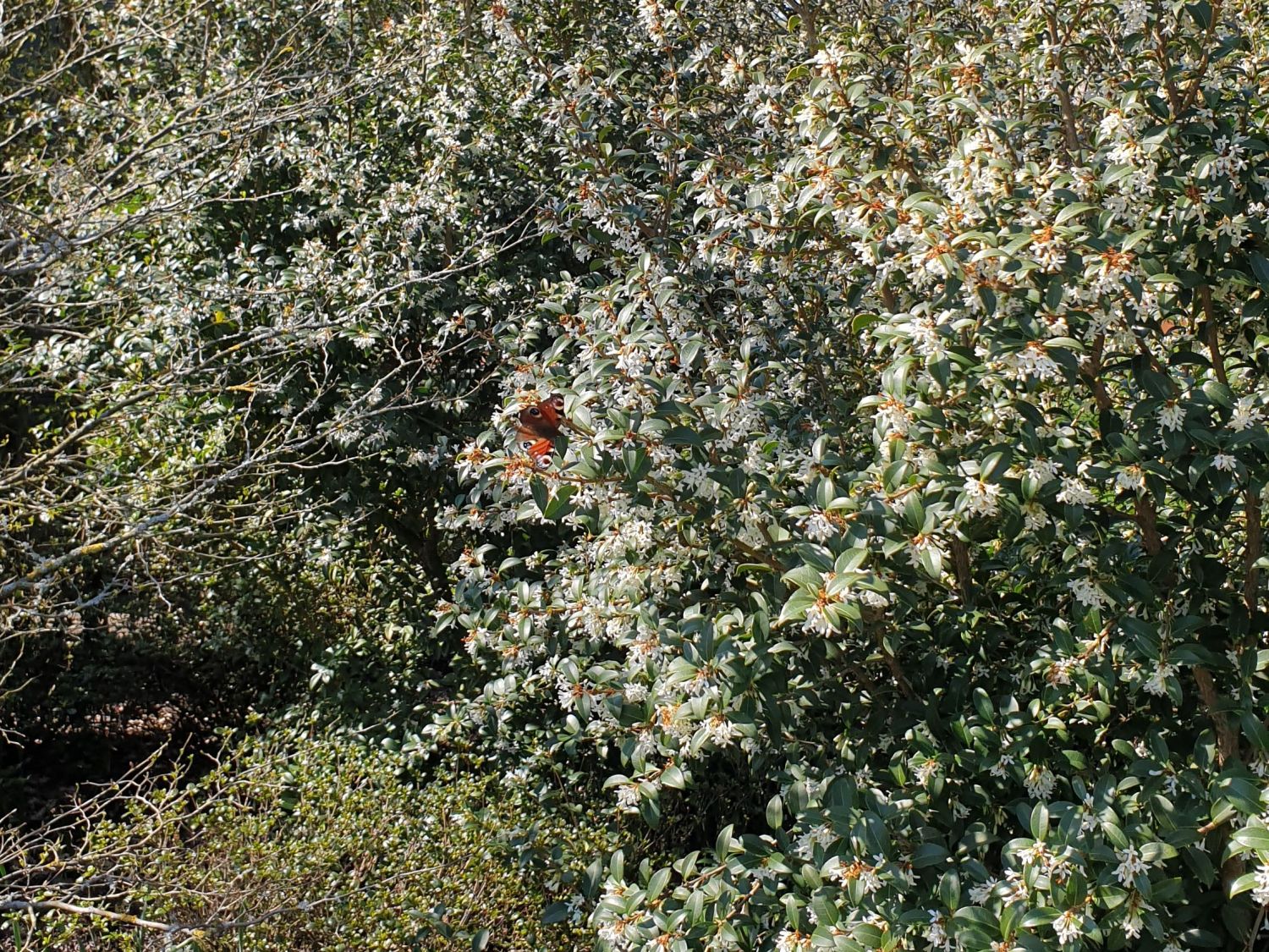 Frühlingsduftblüte - Osmanthus burkwoodii