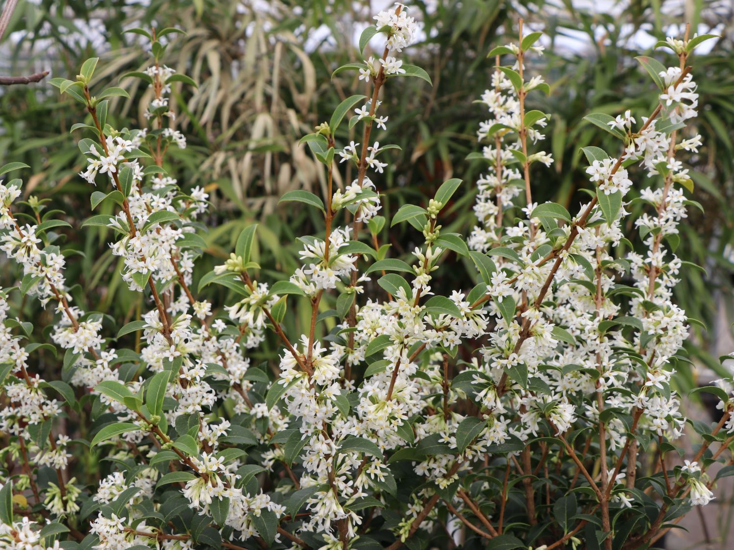 Duftblüten (Osmanthus)