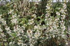 Frühlingsduftblüte - Osmanthus burkwoodii