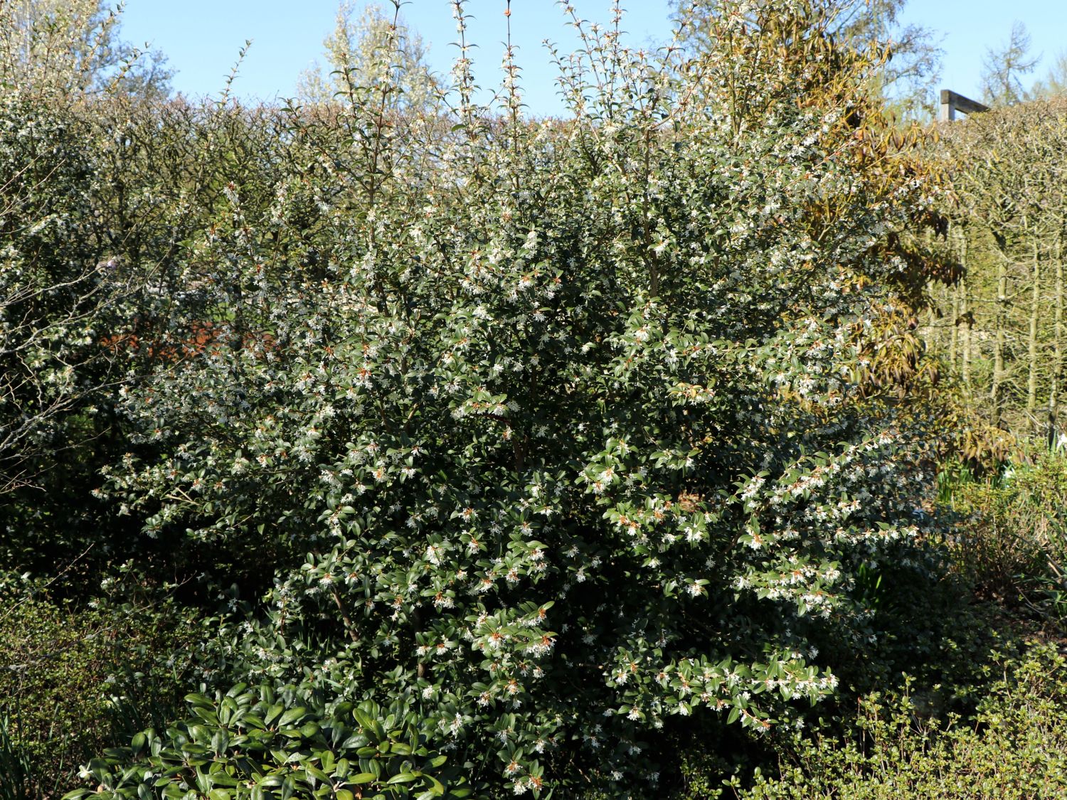 Frühlingsduftblüte - Osmanthus burkwoodii