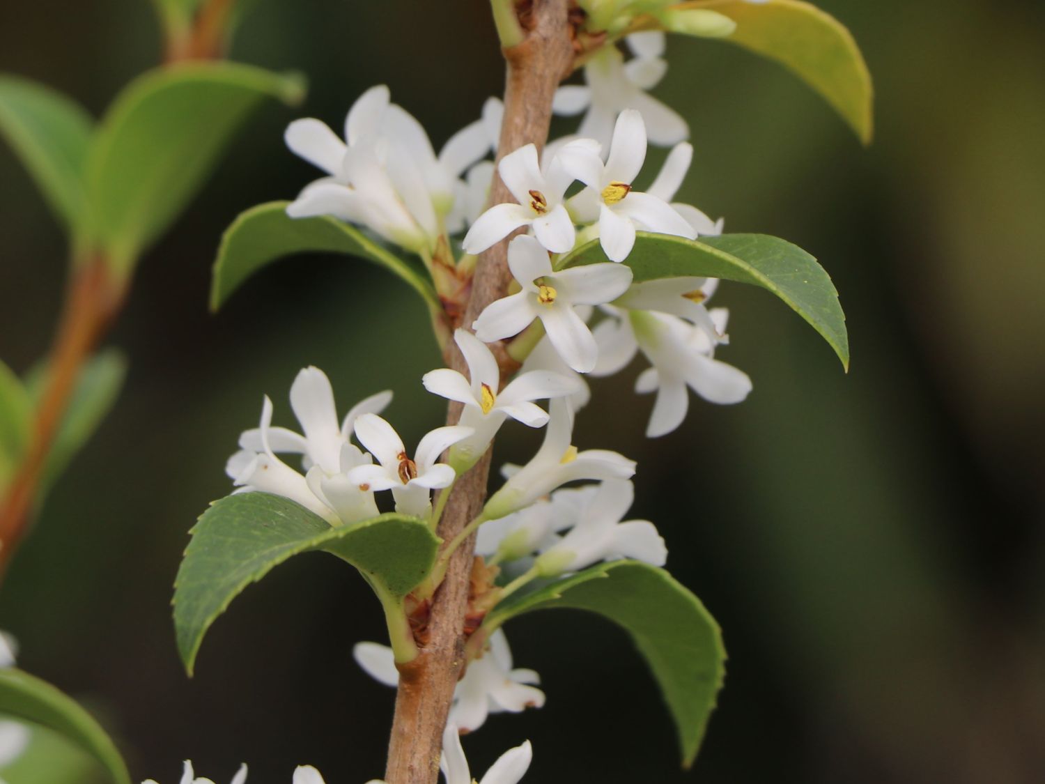 Frühlingsduftblüte - Osmanthus burkwoodii