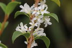Frühlingsduftblüte - Osmanthus burkwoodii