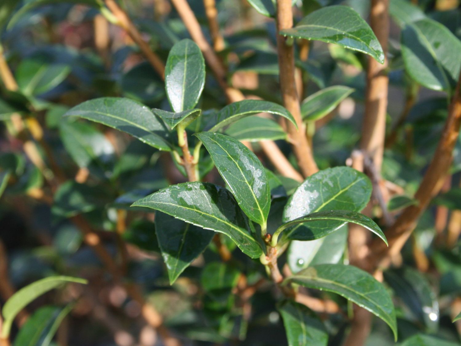 Frühlingsduftblüte - Osmanthus burkwoodii