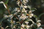 Frühlingsduftblüte - Osmanthus burkwoodii