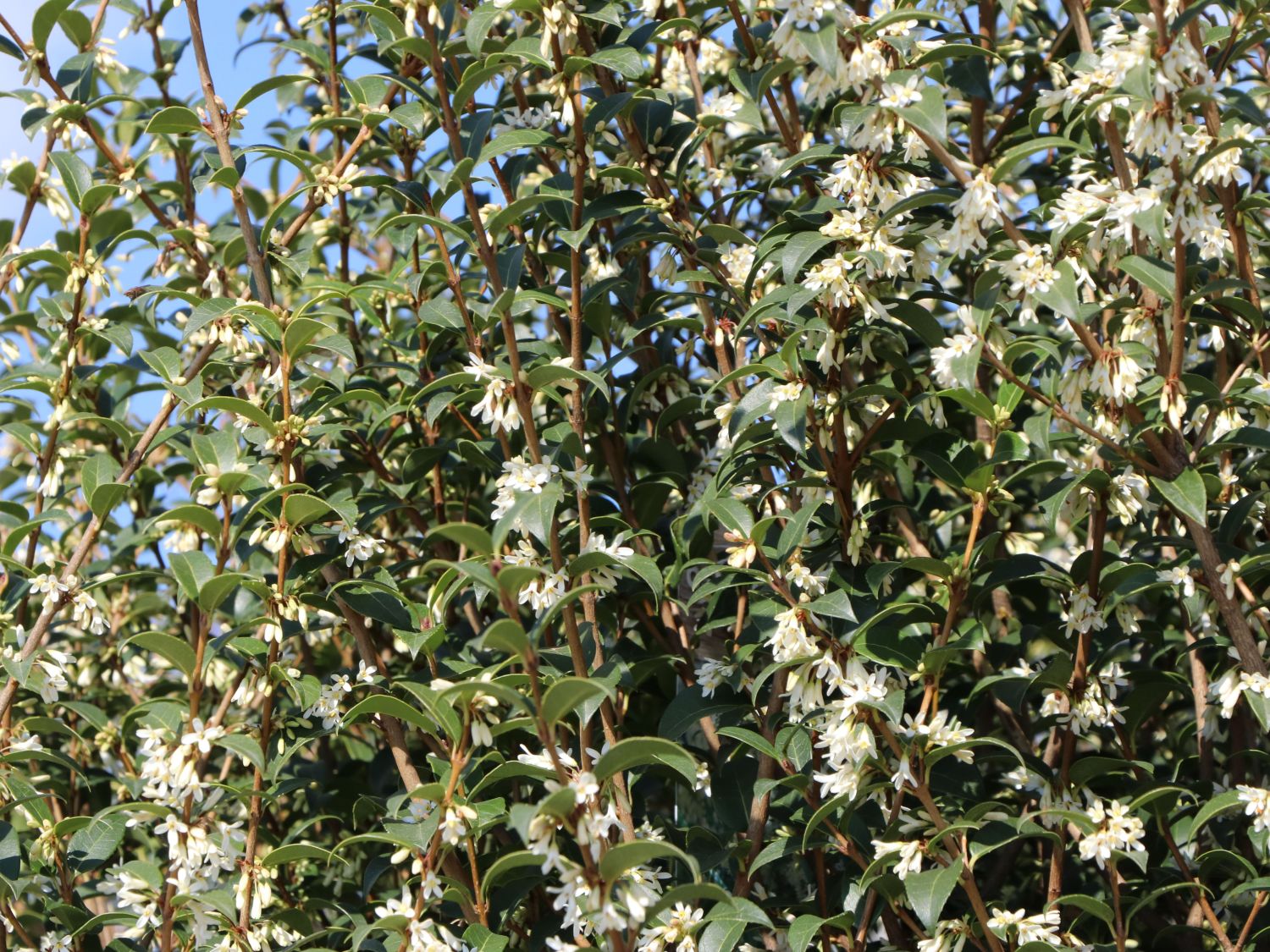 Frühlingsduftblüte - Osmanthus burkwoodii