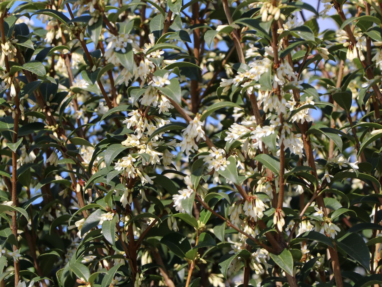 Frühlingsduftblüte - Osmanthus burkwoodii