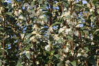 Frühlingsduftblüte - Osmanthus burkwoodii
