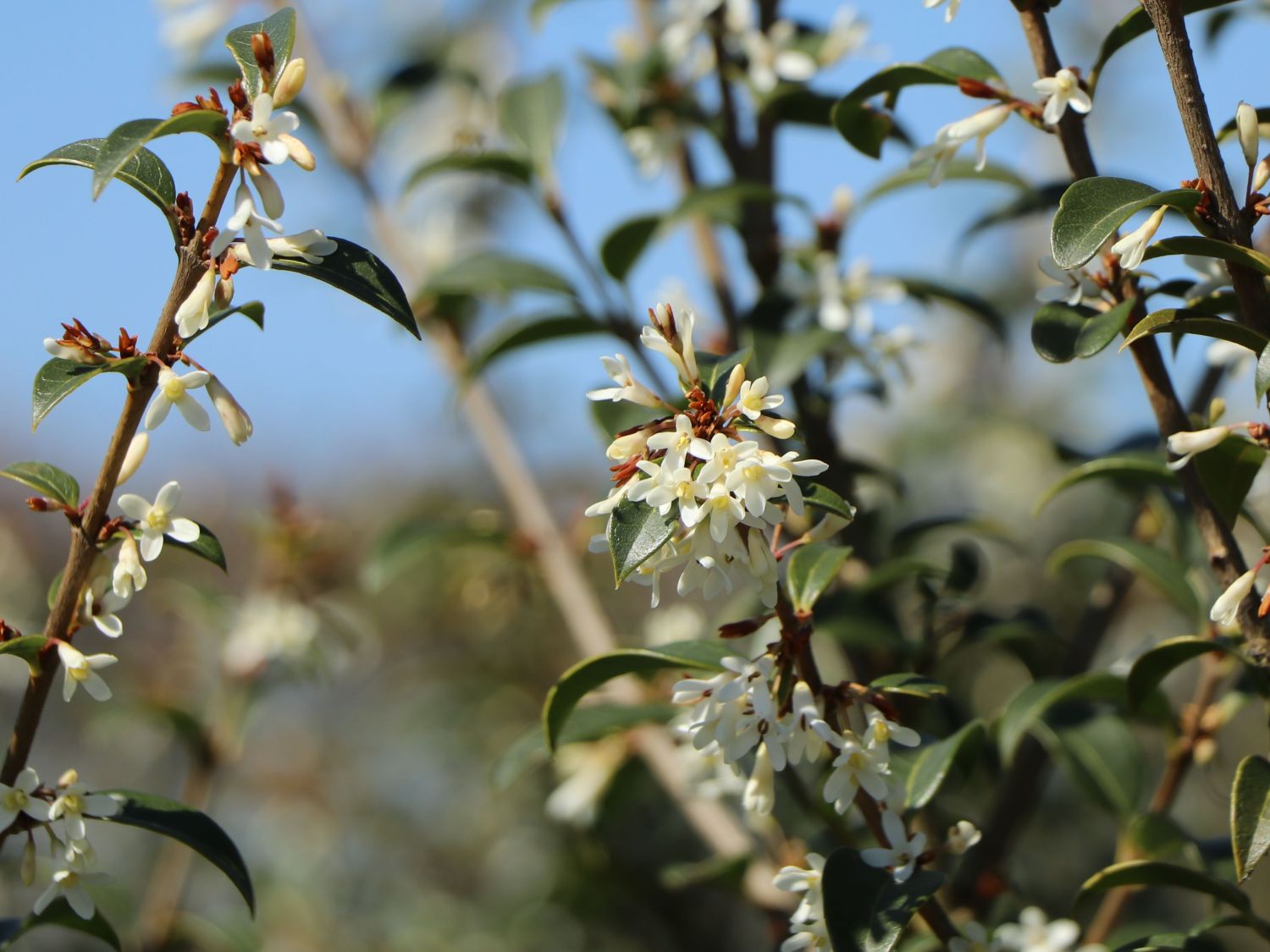 Frühlingsduftblüte - Osmanthus burkwoodii