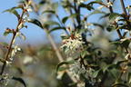 Frühlingsduftblüte - Osmanthus burkwoodii