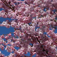 Frühlingskirsche / Frühe Zierkirsche 'Accolade' - Prunus 'Accolade'