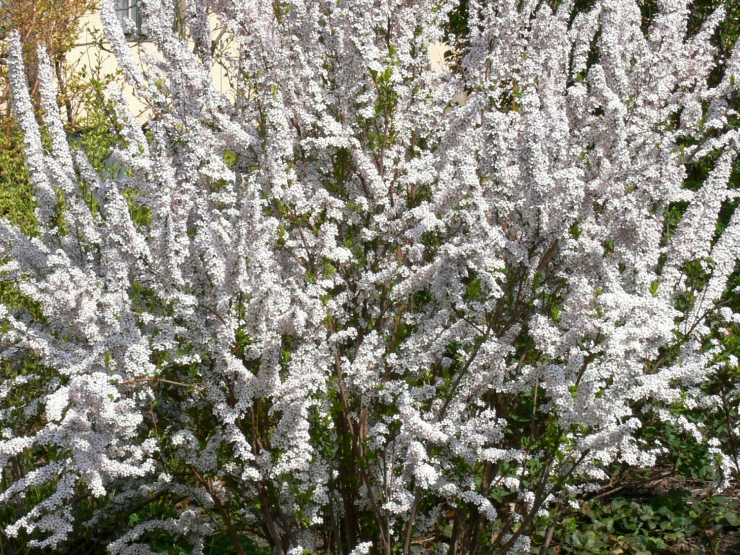 Frühlingsspiere 'Fujino Pink'