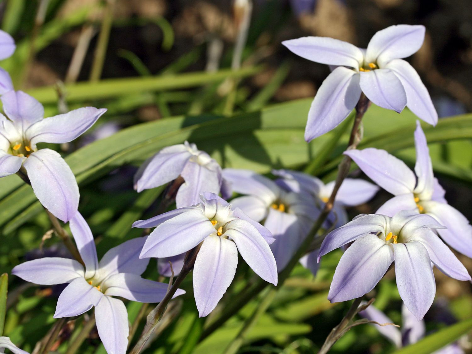 Sternblumen (Ipheion)