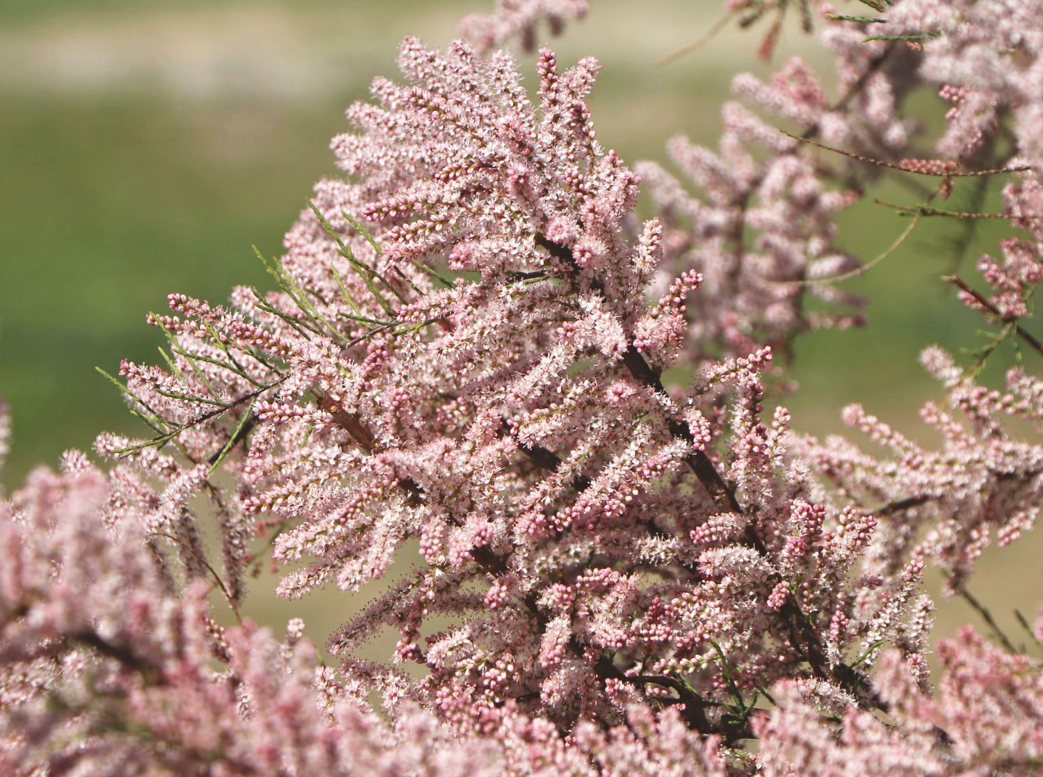 Tamariskengewächse (Tamaricaceae)