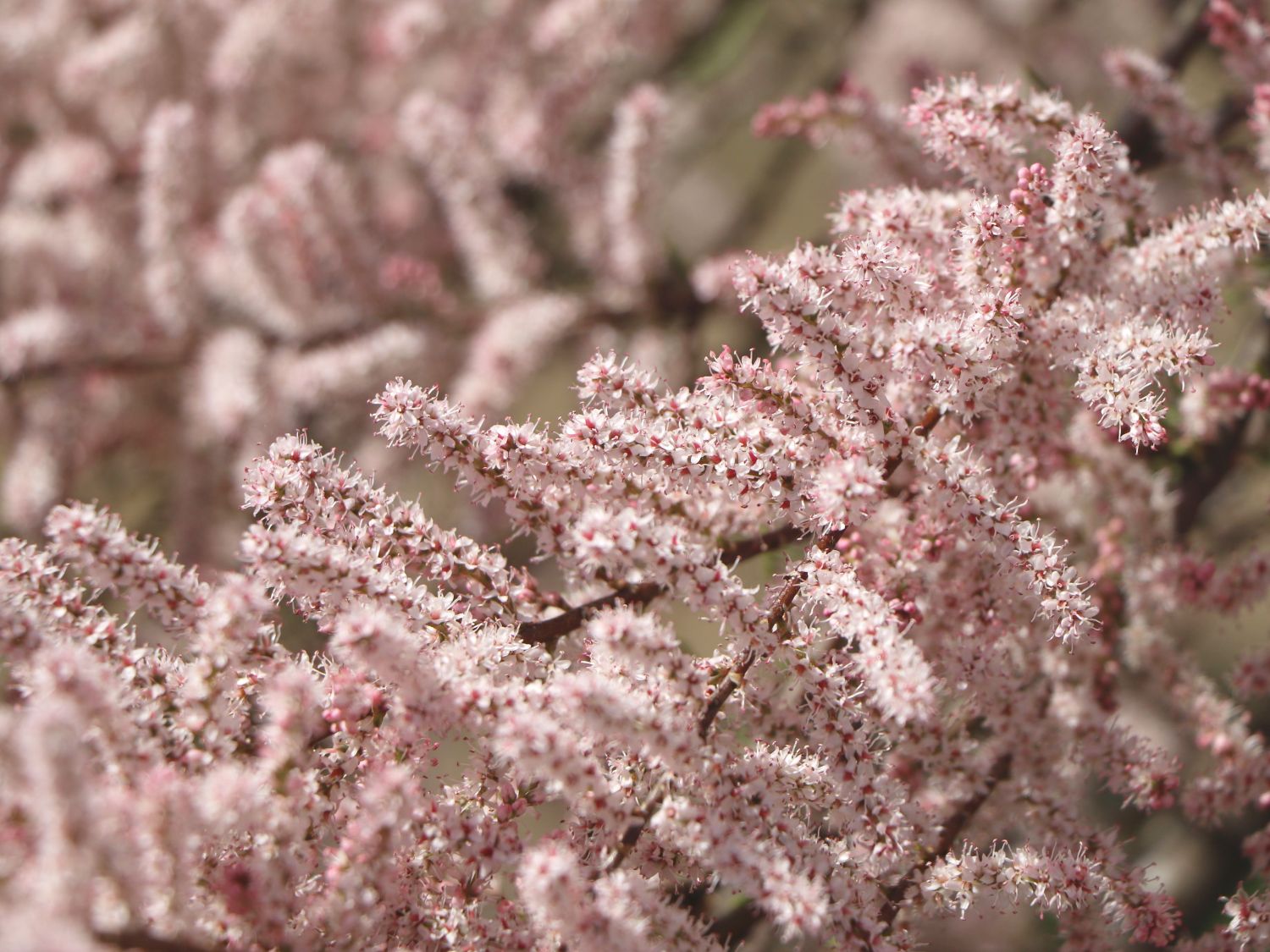 Tamarisken (Tamarix)