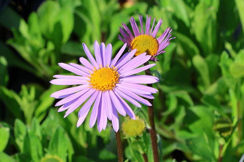 Frühsommer-Aster 'Napsbury' - Aster tongolensis 'Napsbury'