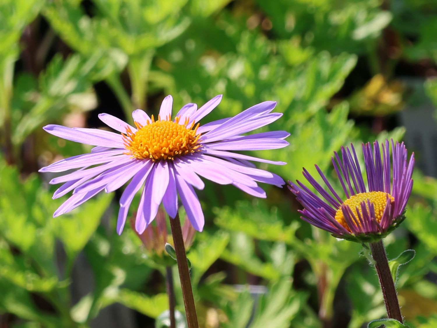 Frühsommer-Aster 'Napsbury' - Aster tongolensis 'Napsbury'
