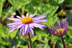 Frühsommer-Aster 'Napsbury' - Aster tongolensis 'Napsbury'
