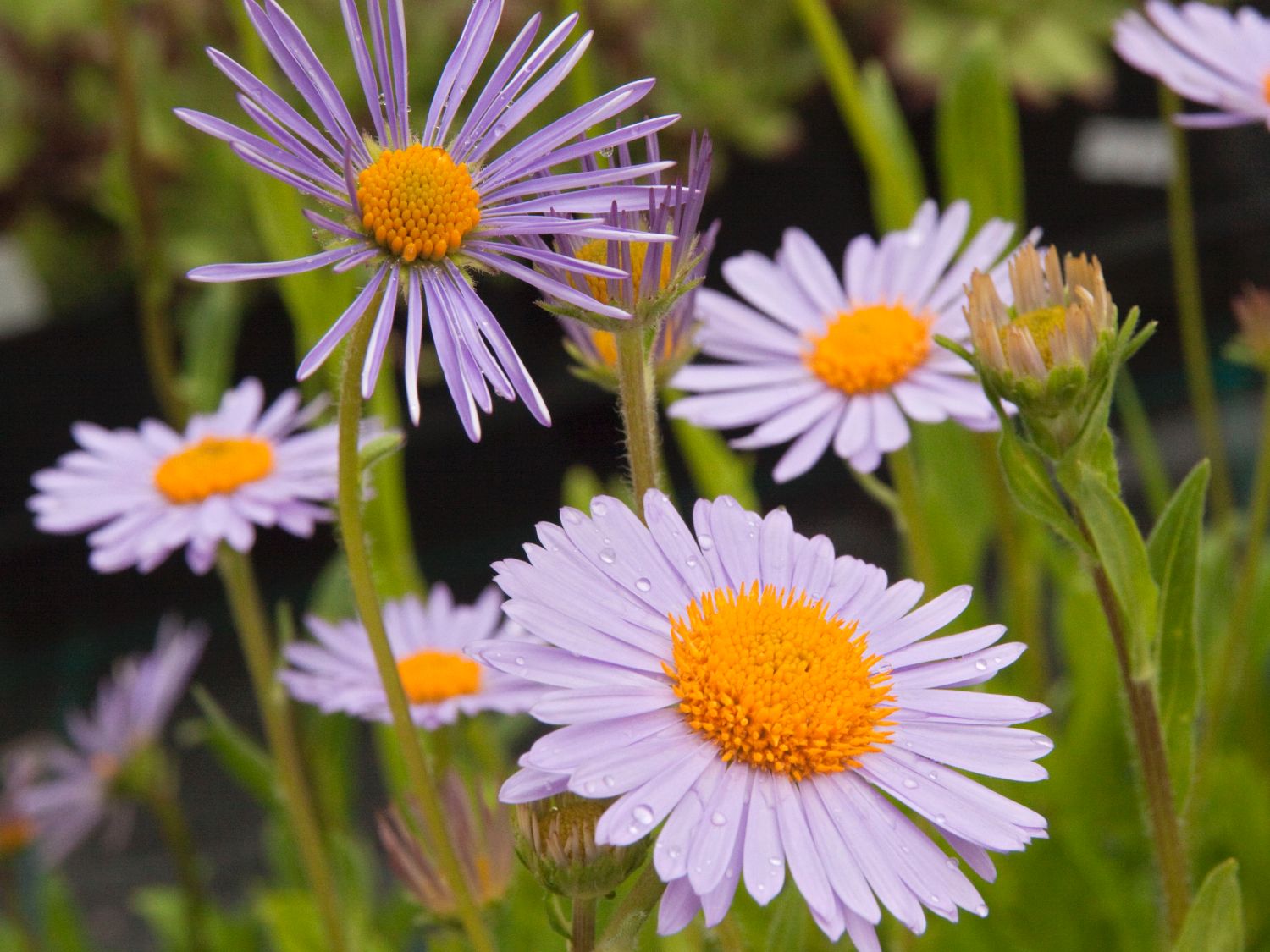 Frühsommer-Aster 'Wartburgstern'