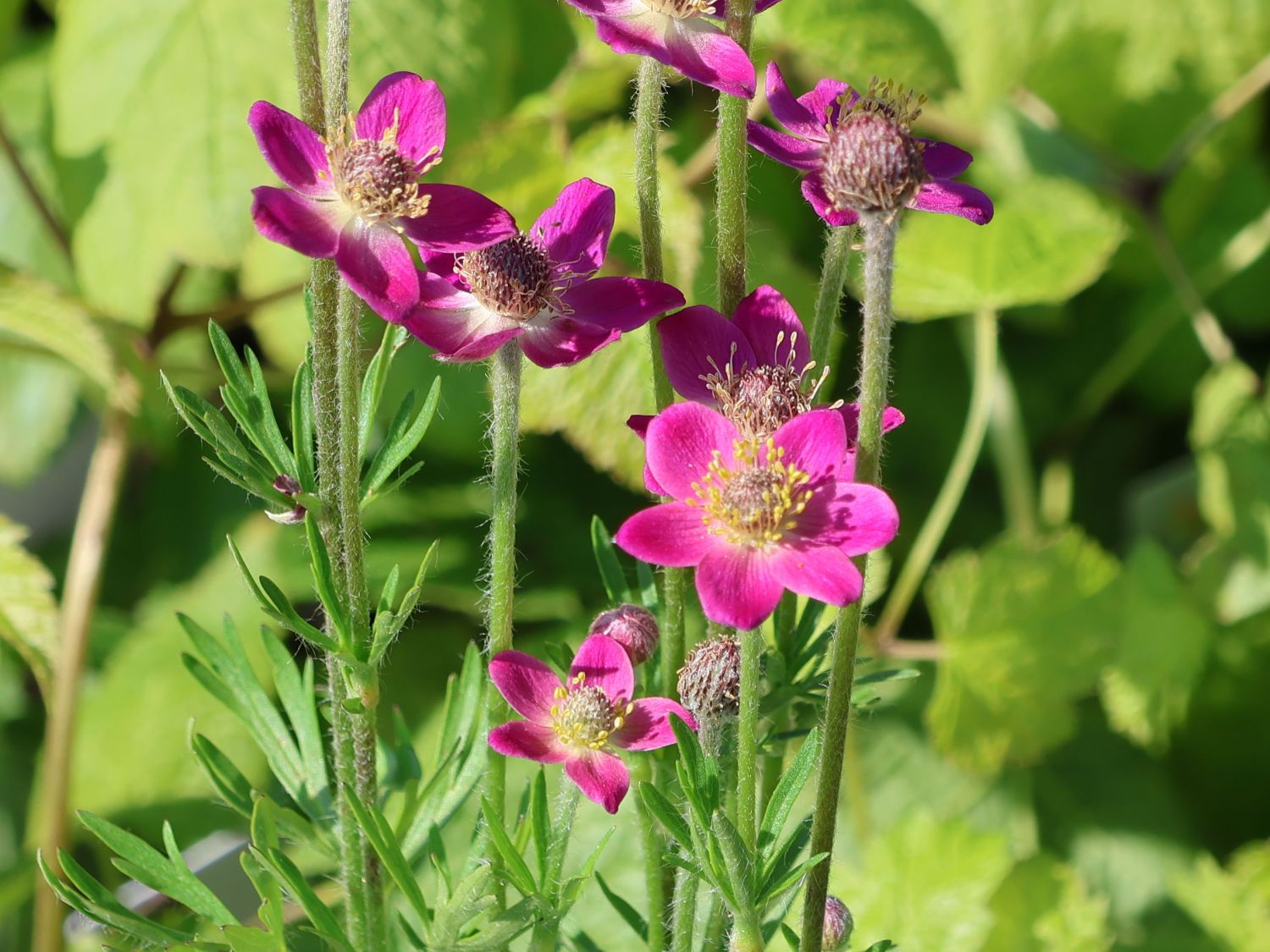 Frühsommer-Windröschen 'Annabella Deep Rosea'